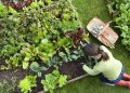Cara Mulai Hobi Berkebun Meski Tinggal di Kosan