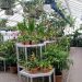 URBAN GARDENING: MENANAM DI KOTA, KENAPA NGGAK?