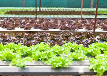 Urban Farming: Tren Gaul atau Jalan Ninja Anak Muda Biar Makin Sehat?