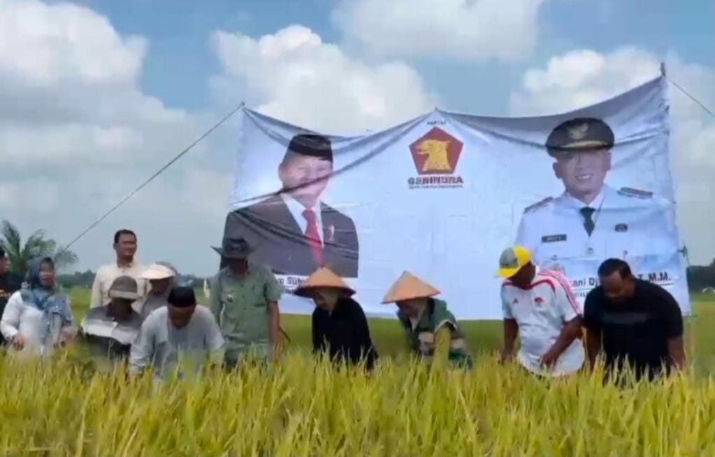 Panen Beres, Petani Makin Semangat! Ketua DPRD Lampung Selatan Ajak Wujudkan Ketahanan Pangan yang Lebih Kuat