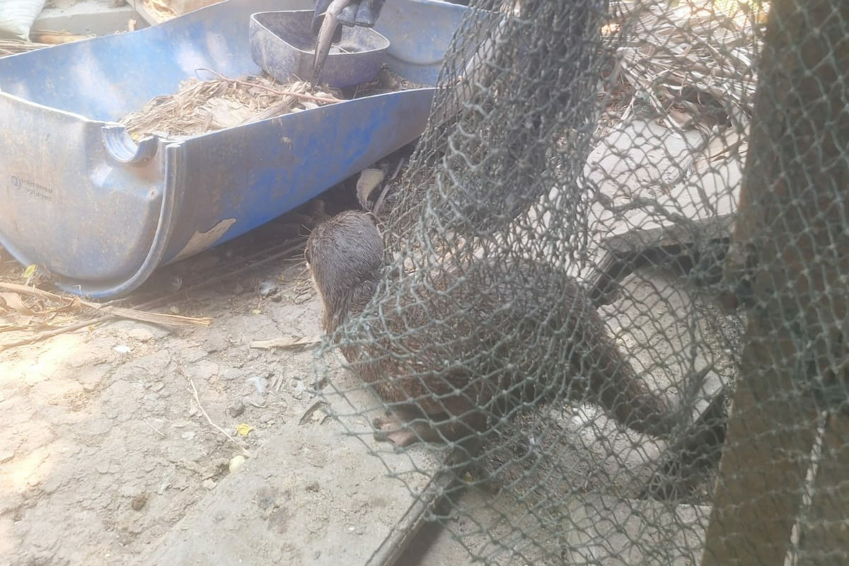 Berang-Berang Bikin Ayam dan Itik Kabur, Damkar Lampung Selatan Bergerak Cepat